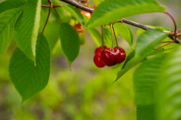 Cerezas maduras en la rama de un árbol