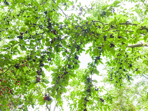 Cerezas maduras en la rama de un árbol