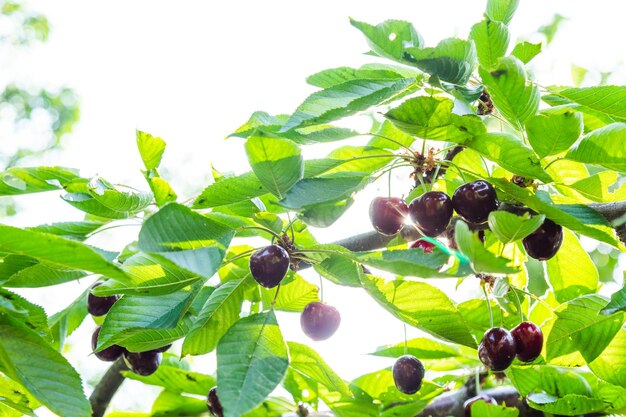 Cerezas maduras en la rama de un árbol