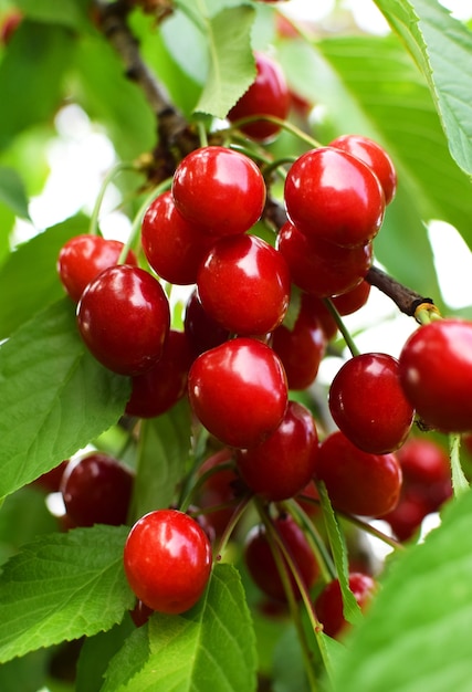 Cerezas maduras en una rama con hojas verdes de cerca