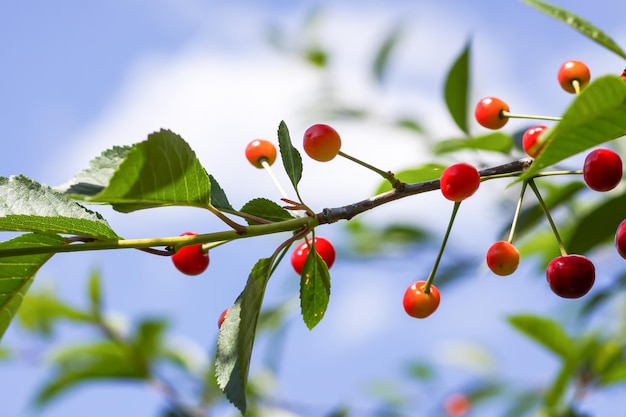 Cerezas maduras en las ramas de los árboles Cerezas rojas frescas en el jardín de verano en el campo