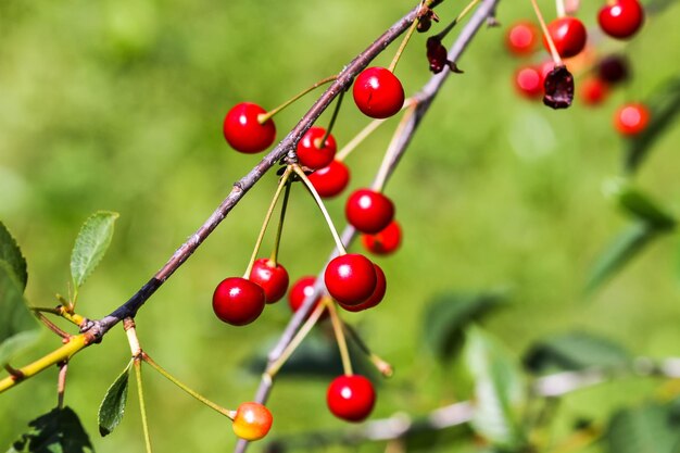 Cerezas maduras en las ramas de los árboles Cerezas rojas frescas en el jardín de verano en el campo