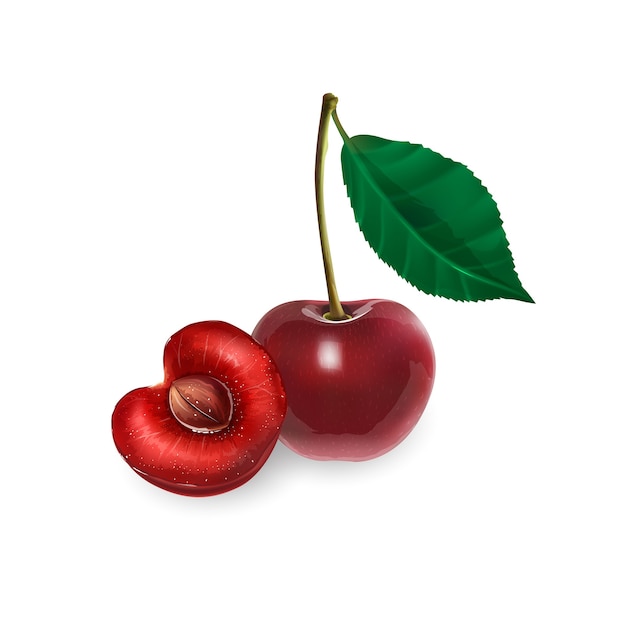 Cerezas maduras sobre un fondo blanco. Ilustración de estilo realista.