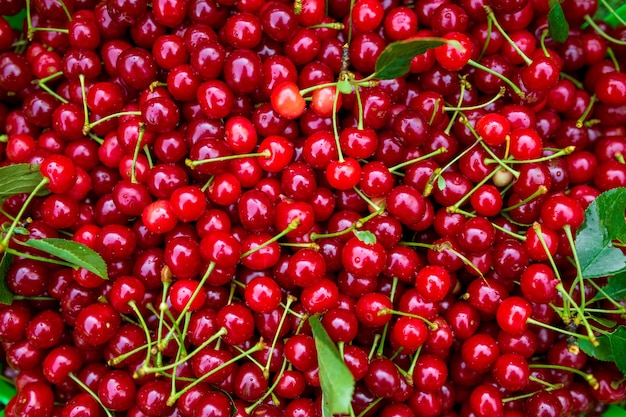 Cerezas maduras con tallos y hojas en la canasta después de la cosecha.