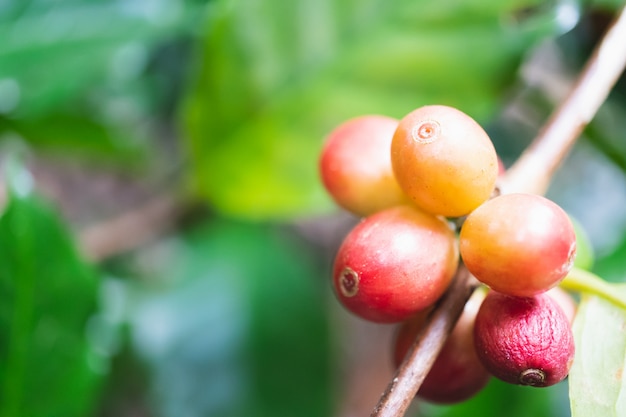 Cerezas orgánicas frescas del café con el cafeto en la parte norteña de Tailandia