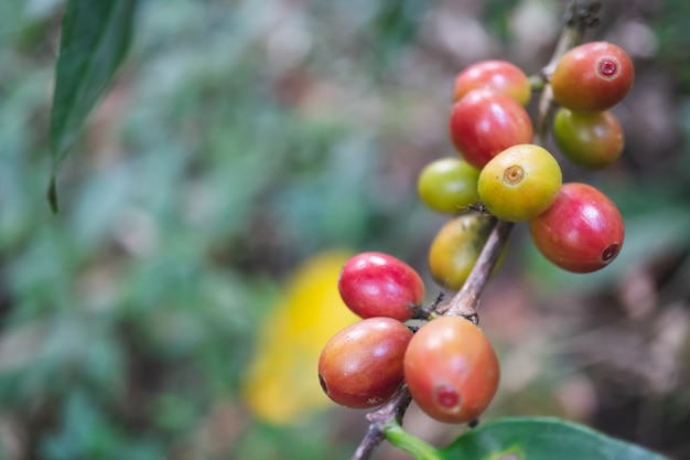 Cerezas orgánicas frescas del café con el cafeto en la parte norteña de Tailandia