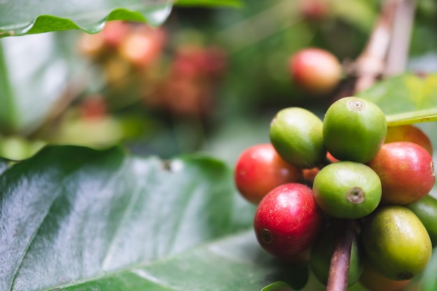 Cerezas orgánicas frescas del café con el cafeto en la parte norteña de Tailandia