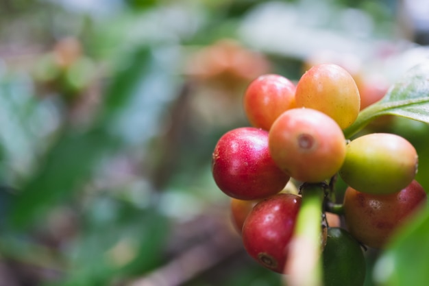 Cerezas orgánicas frescas del café con el cafeto en la parte norteña de Tailandia