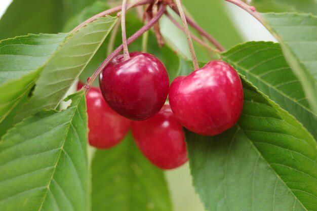 Cerezas orgánicas en la rama