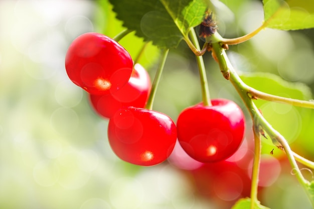 Cerezas en la rama de un árbol en un día soleado