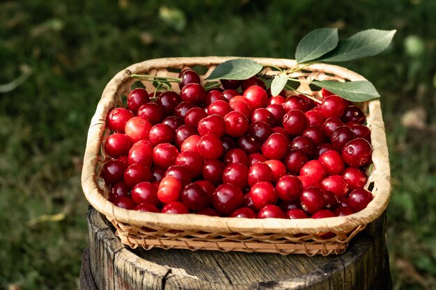 Cerezas recogidas en una cesta. Jardinería, cosecha.