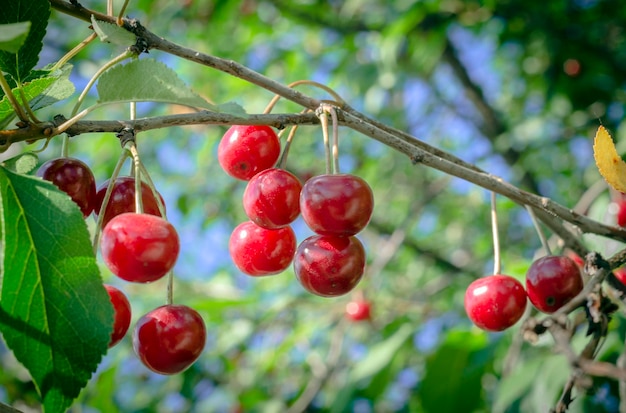 cerezas rojas en el árbol