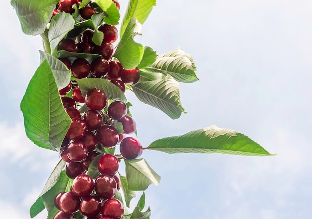 Cerezas rojas y dulces en una rama justo antes de la cosecha a principios del verano