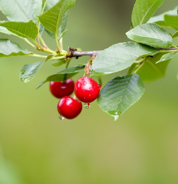 Cerezas rojas y dulces en una rama justo antes de la cosecha a principios del verano