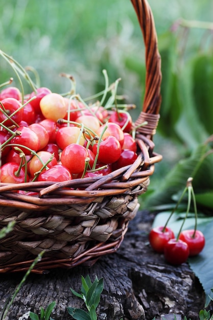 Cerezas rojas en una gran canasta de mimbre