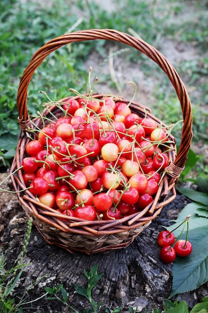 Cerezas rojas en una gran canasta de mimbre