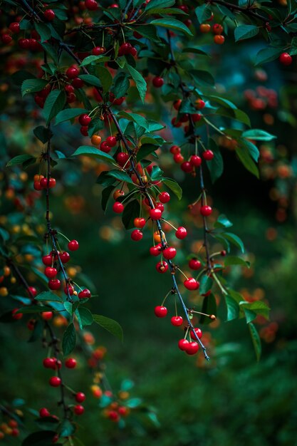 Cerezas rojas inmaduras brillantes colgando de una rama de cerezo