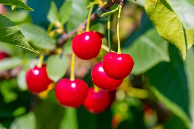 Cerezas rojas maduras en un árbol de cerca