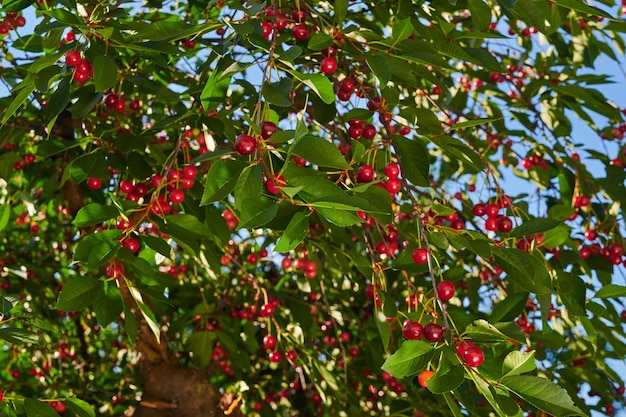 Cerezas rojas maduras en un árbol en el jardín cosecha estacional