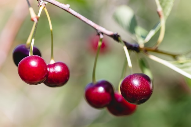 Unas cerezas rojas maduras colgando de una rama de un cerezo