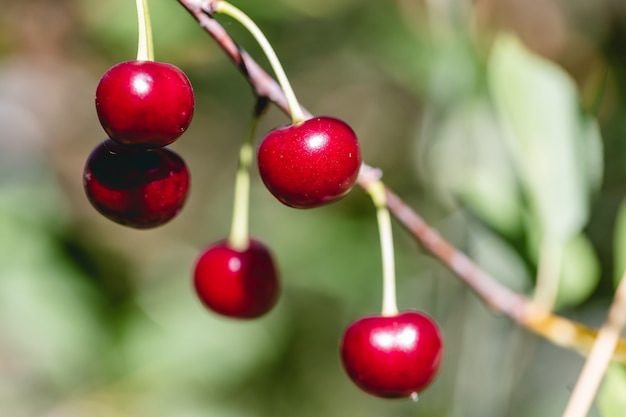 Unas cerezas rojas maduras colgando de una rama de un cerezo