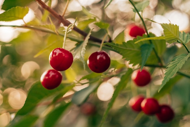 Cerezas rojas maduras colgando de una rama con hojas verdes en el jardín Naturaleza cosecha jardinería vitaminas alimentos saludables concepto de conservación Enfoque suave cerrar