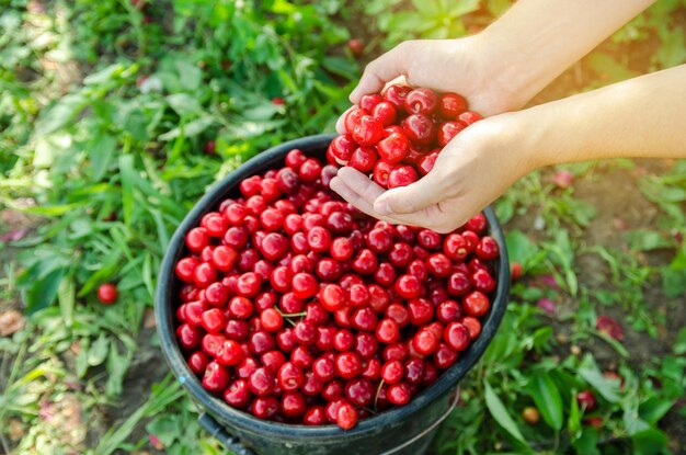 Cerezas rojas maduras en manos de un agricultor. Cosecha de verano de bayas. Dieta saludable. Enfoque selectivo