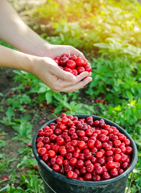 Cerezas rojas maduras en manos de un agricultor. Cosecha de verano de bayas. Dieta saludable. Enfoque selectivo