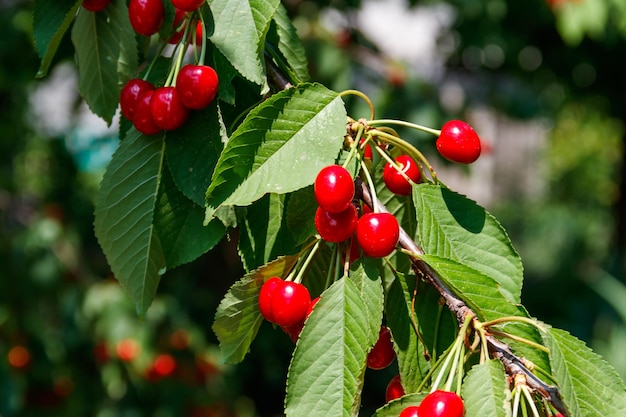 Cerezas rojas maduras en el primer plano de la rama del árbol