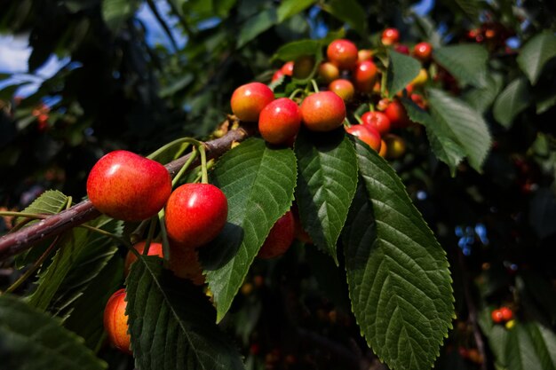 Cerezas rojas maduras en una rama en un día soleado