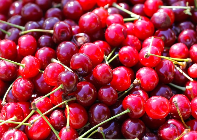 Cerezas rojas maduras con tallos de cerca