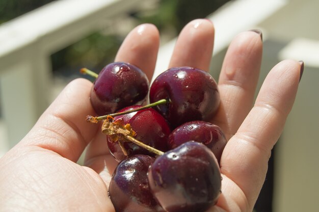 Cerezas rojas y muy maduras en la palma hembra, luz solar brillante.