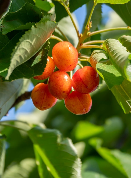 Cerezas rojas Prunus avium en las ramas de un árbol en un jardín en Grecia