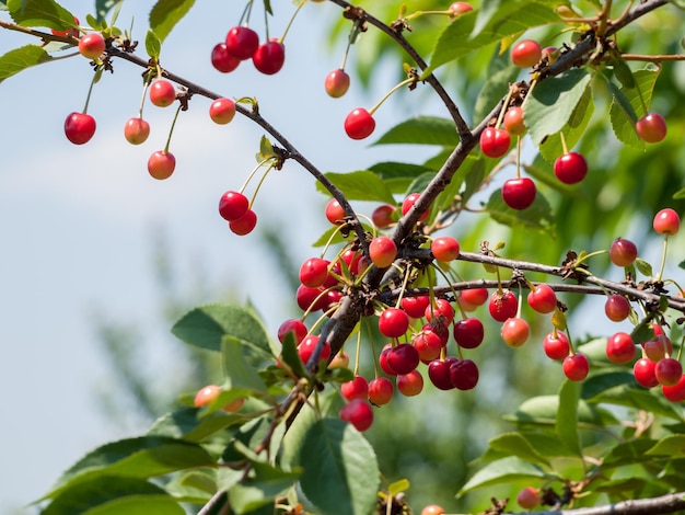 Cerezas rojas en una rama del árbol en el jardín en un día soleado de verano con hojas verdes