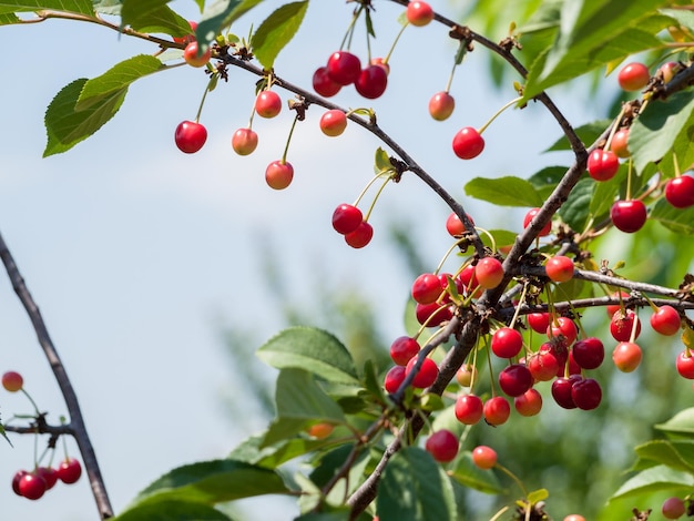 Cerezas rojas en una rama del árbol en el jardín en un día soleado de verano con hojas verdes