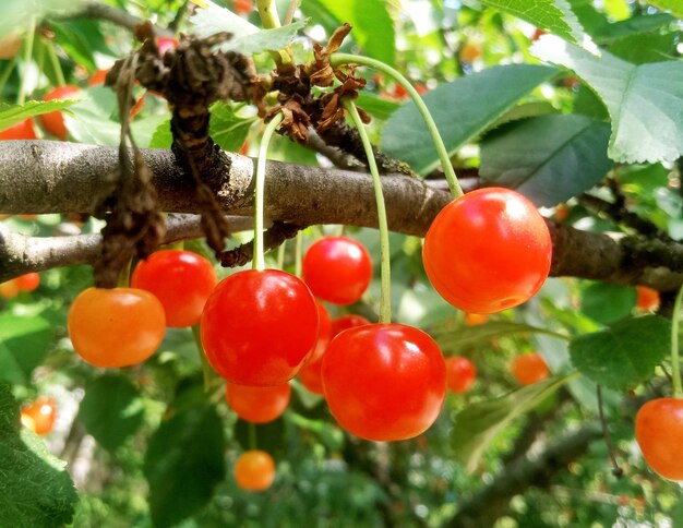 Cerezas rojas en la rama de un árbol