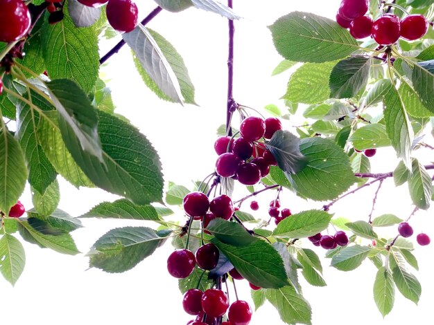 Cerezas rojas en las ramas