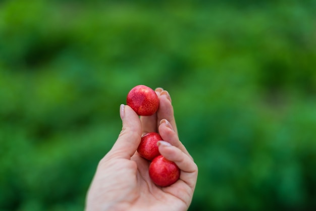 Cerezas rojas sobre fondo verde