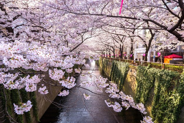 Foto las cerezas rosadas en primavera