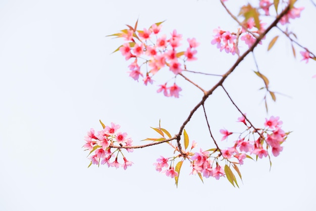 Foto las cerezas silvestres del himalaya en primavera