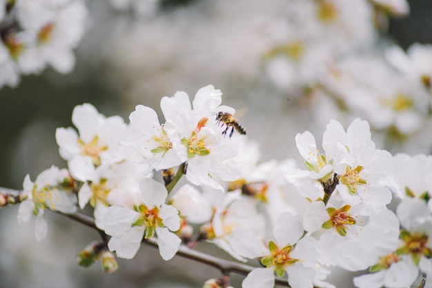 Un cerezo con abejas en él