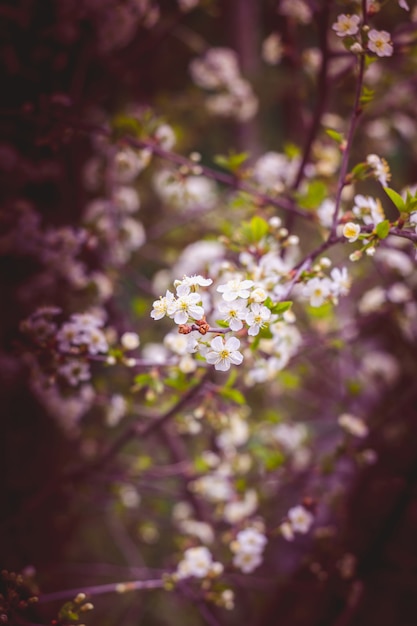 Cerezo blanco árboles florecientes retro