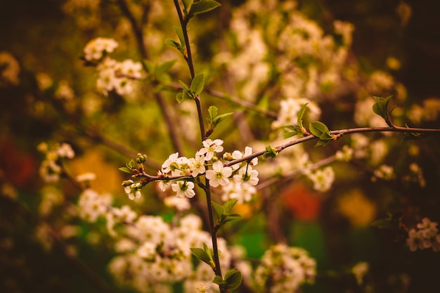 Cerezo blanco árboles florecientes retro