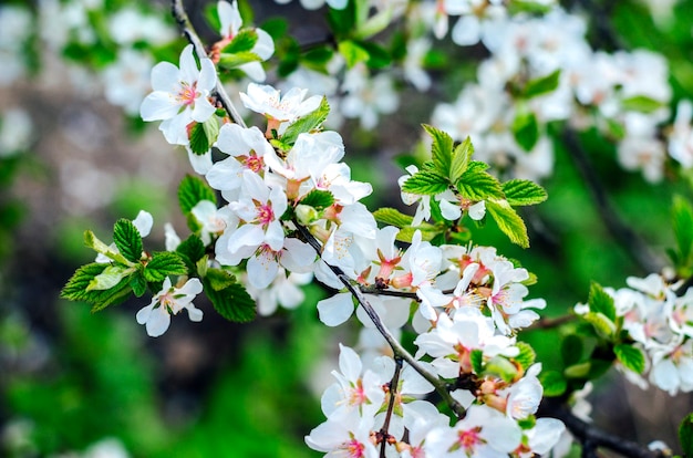 Cerezo chino en flor en primavera primer plano blanco