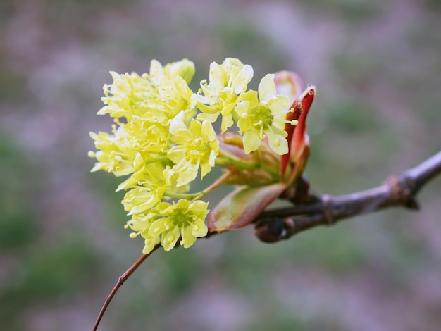 Cerezo de cornelia de ramita lírica con flores amarillas en un fondo gris borroso Vista macro de la flor de Cornus mas cornel o dogwood europeo a principios de la primavera Copiar espacio enfoque suave concepto de la naturaleza