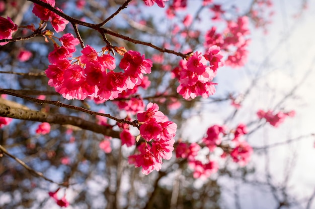 Foto cerezo en flor en el árbol en el parque en la primavera