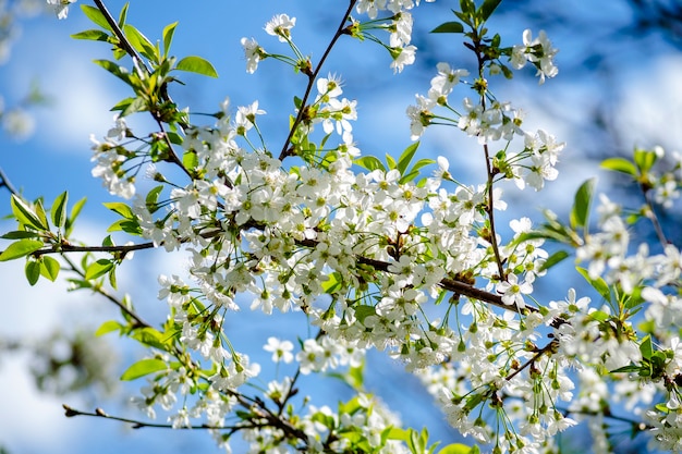 Cerezo en flor blanca densa en primavera en el jardín