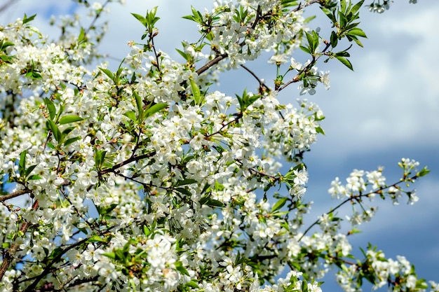 Cerezo en flor blanca densa