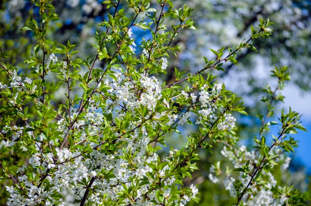 Cerezo en flor blanca densa