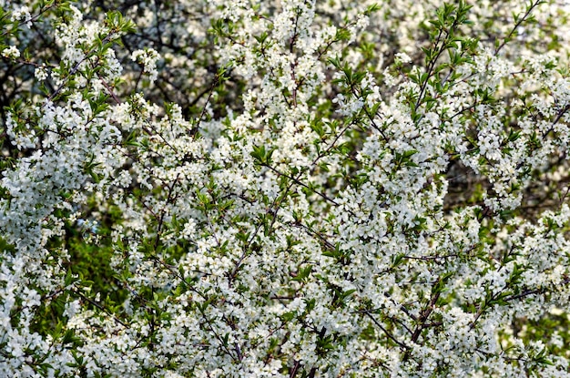 Cerezo en flor blanca densa